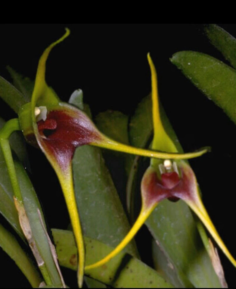 Masdevallia atahualpa Orchids
