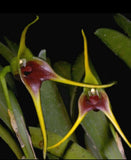 Masdevallia atahualpa Orchids