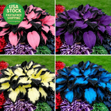 Hosta Seeds for Planting 200 Rare Perennial Non-Gmo Flower Seeds Shade Garden Garden Plants