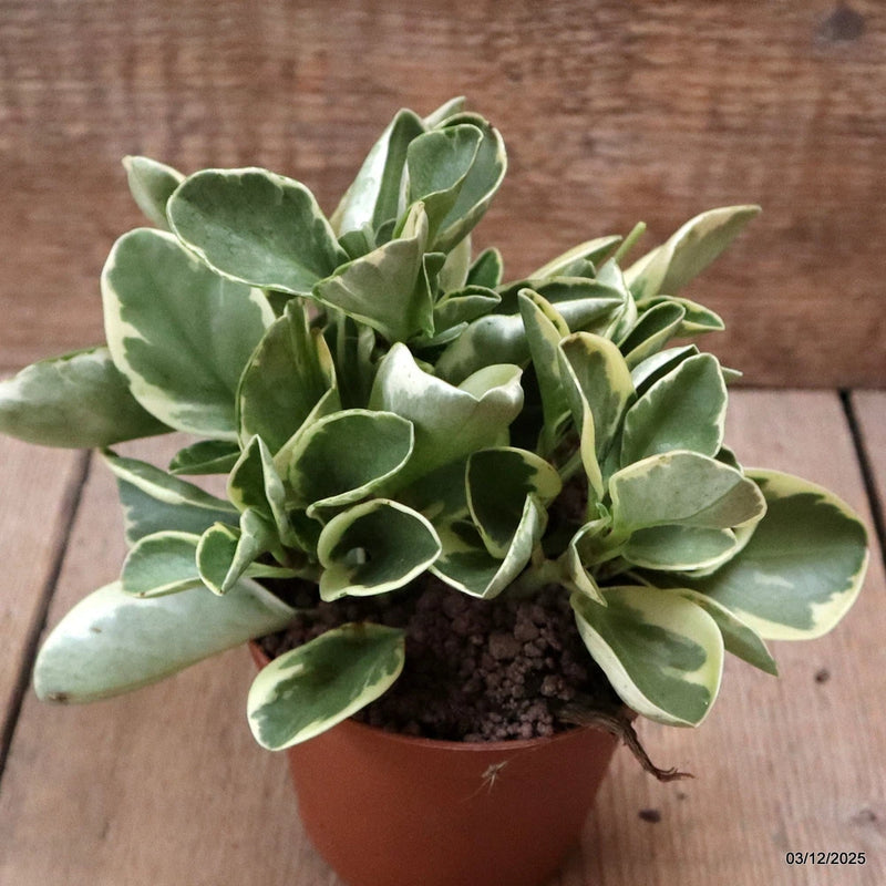 D7656 PEPEROMIA OBTUSIFOLIA BICOLOR pot10-H14-W17 cm MaMa Cactus Green Plant
