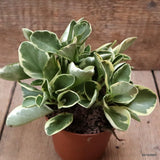 D7656 PEPEROMIA OBTUSIFOLIA BICOLOR pot10-H14-W17 cm MaMa Cactus Green Plant
