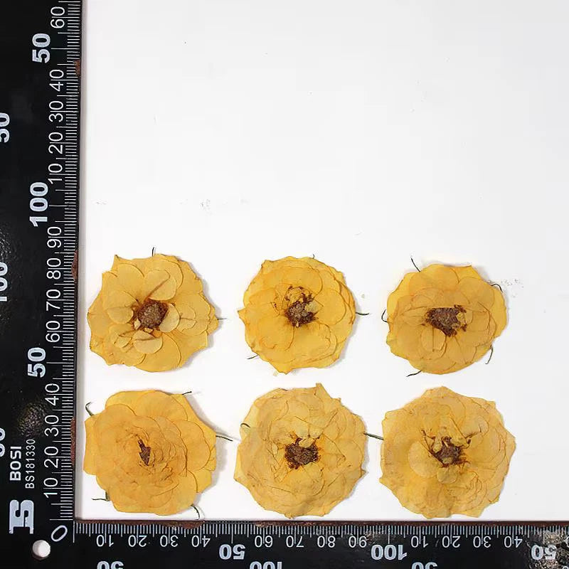 Pressed dried rose flower heads, 6-pack of yellow-gold petals for crafts, candles, soap