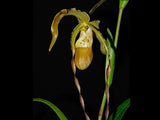 Phragmipedium Rina Soto (roethianum X caudatum) Dramatic Orchid Species BS 4Ó Pt Orchids