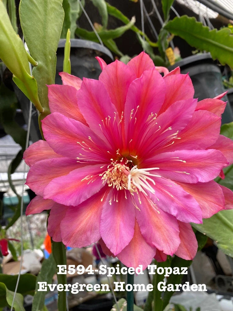 Pink orchid cactus flower with white-edged petals and yellow stamens in starter pot