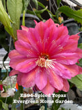 Rooted Epiphyllum Orchid Cactus ÒSpiced TopazÓGrowing In 4Ó Starter pot Orchids