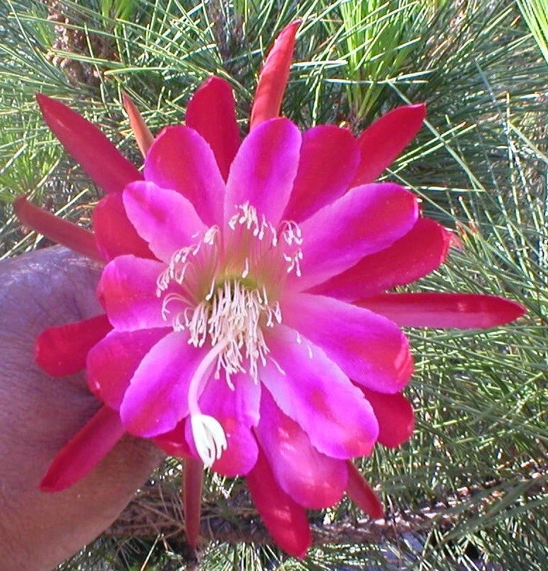 Orchid cactus flower with bright pink petals and white stamens, close-up