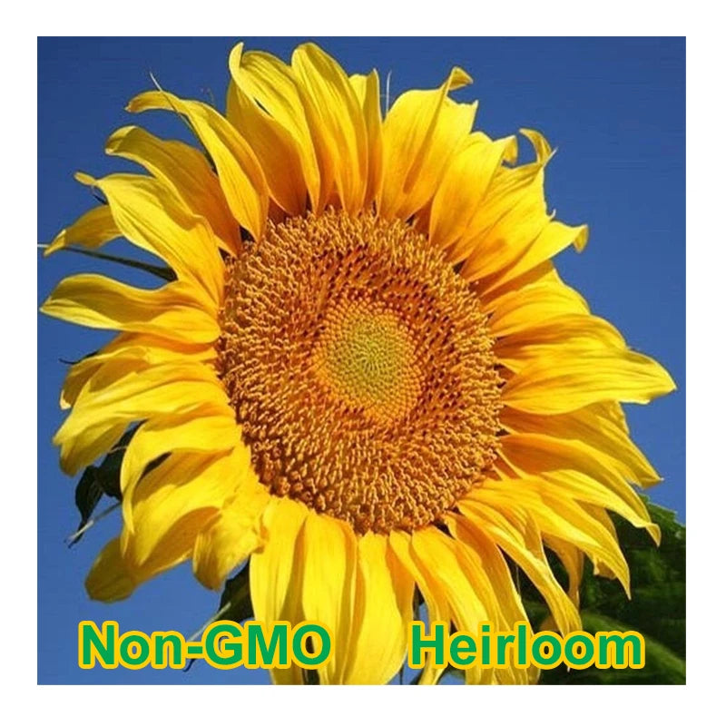 Mammoth Grey-Stripe Sunflower Seeds BULK | Non-GMO | Heirloom Garden Seeds Garden Plants