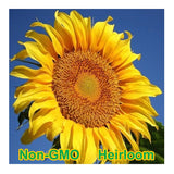 Mammoth Grey-Stripe Sunflower Seeds BULK | Non-GMO | Heirloom Garden Seeds Garden Plants