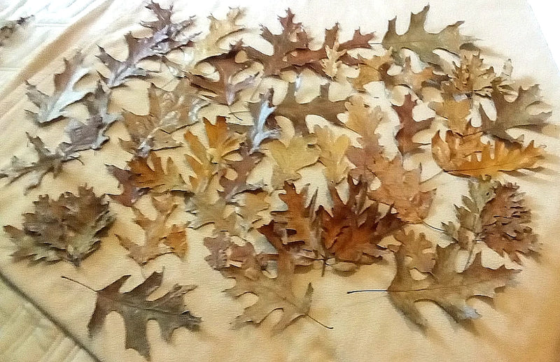 Assorted dried oak leaves, brown and green, craft leaf mix