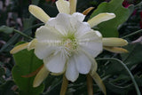 (1) Epiphyllum Chichicastenango Crenatum No ~CUTTING~ 8" Orchid Cactus Succulent Orchids