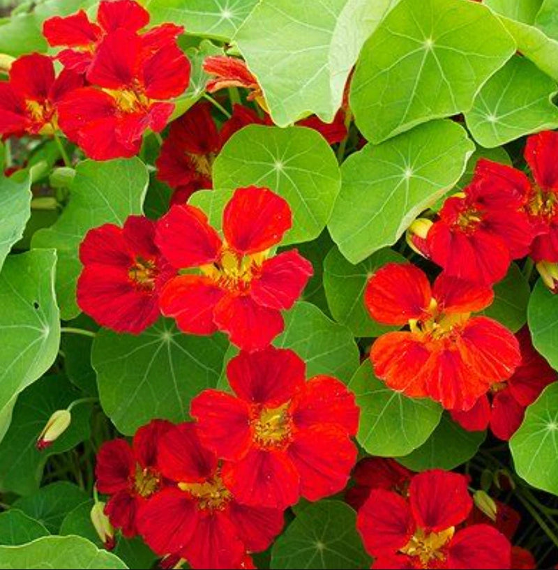Nasturtium INDIAN CHIEF Climbing Vine Hummingbirds Fragrant USA Non-GMO 15 Seeds Flowering Plants