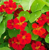 Nasturtium INDIAN CHIEF Climbing Vine Hummingbirds Fragrant USA Non-GMO 15 Seeds Flowering Plants