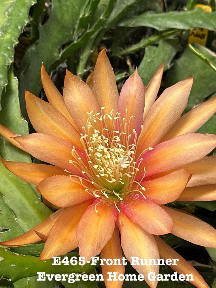 Orange orchid cactus flower with long petals and yellow center detail