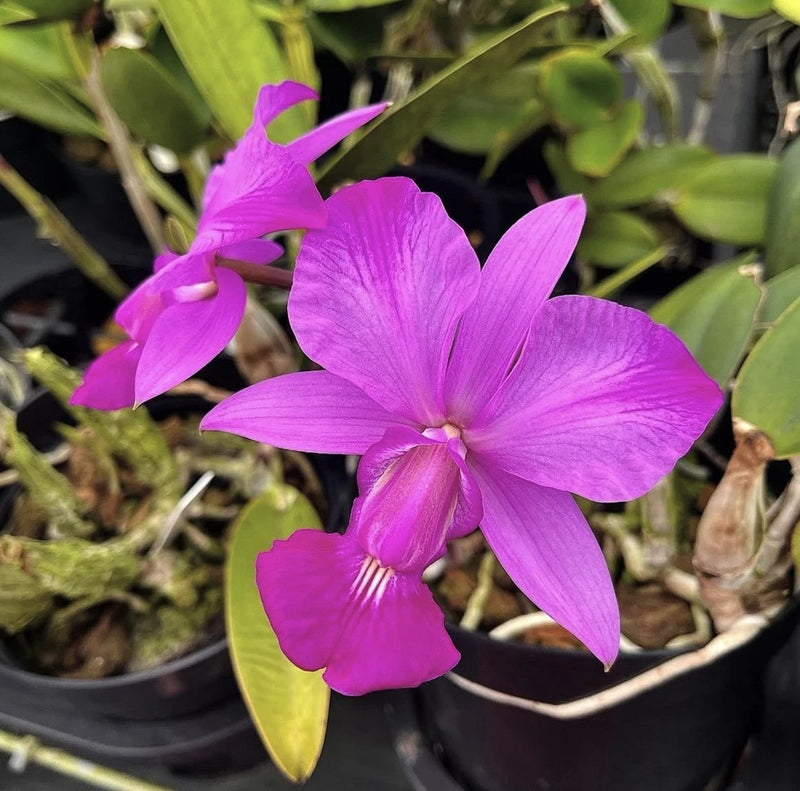 Purple orchid flower with green leaves in black pot