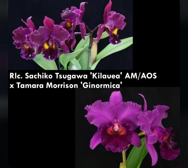 Purple and magenta orchid plant with ruffled blossoms and yellow centers on stems