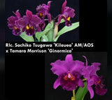 Cattleya Rlc Sachiko Tsugawa X Tamara Morrison ÔGinormicaÕ Red Cerise 4Ó Pot Orchids