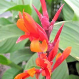 15 CANNA COCCINEA SEEDS Flowering Plants