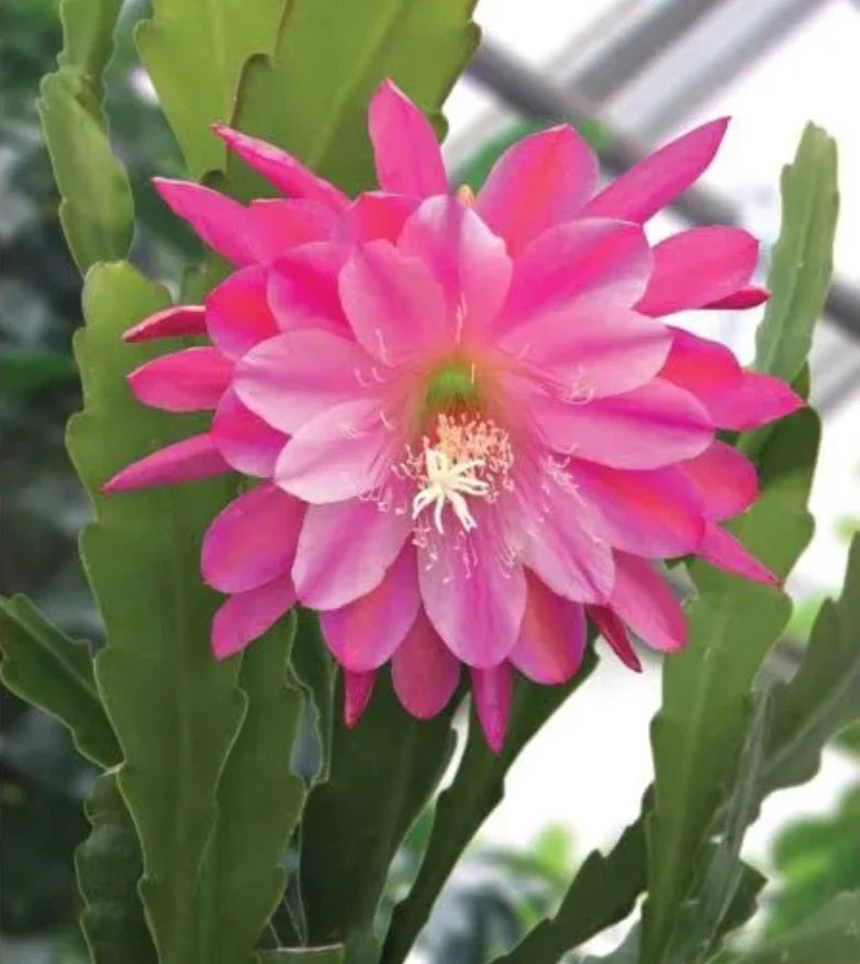Pink epiphyllum orchid cactus cutting with large fuchsia-pink flowers and green stems