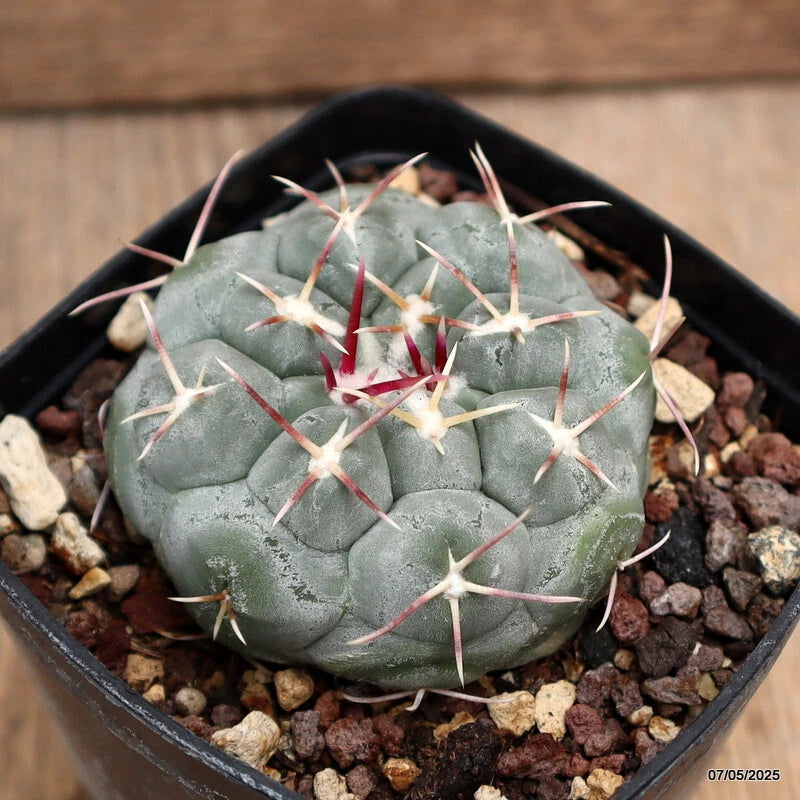 D3916 THELOCACTUS HEXAEDROPHORUS pot8-H4-W7 cm MaMa Cactus Green Plant