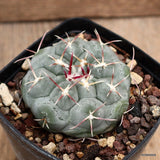 D3916 THELOCACTUS HEXAEDROPHORUS pot8-H4-W7 cm MaMa Cactus Green Plant