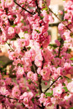 10 FLOWERING ALMOND Prunus Triloba Plum Rose Tree Double Pink Flower Shrub Seeds Roses