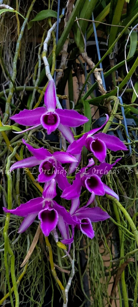 Purple dendrobium orchid flowers with dark centers on branching stems