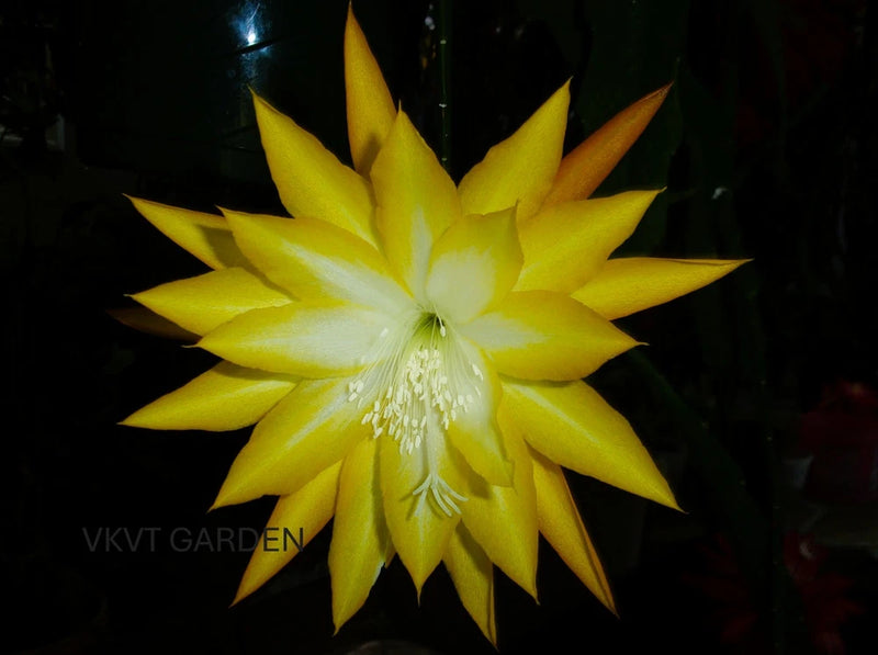 Yellow orchid flower with pointed petals and pale white center