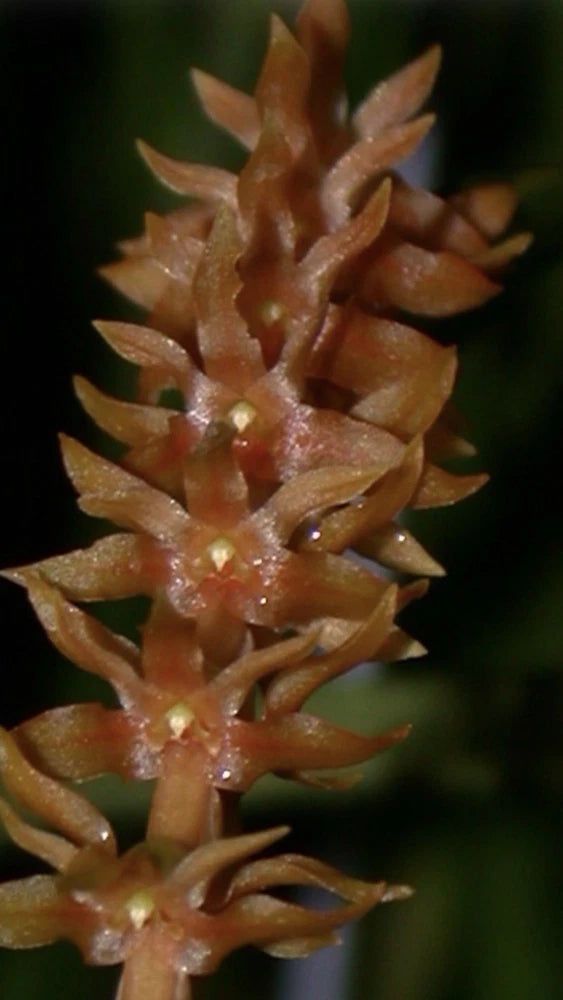 Orchid flower spike with orange-brown clustered blooms