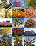 EXOTIC TREES MIX, rare flower plant desert fragrant bonsai tree seed  - 30 seeds Flowering Plants