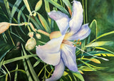 Watercolor Painting of White Lily Flower Contemporary Art Karla Runquist Lily