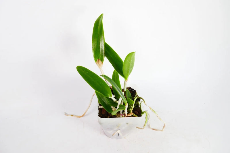 Green orchid plant in small pot with budding leaves
