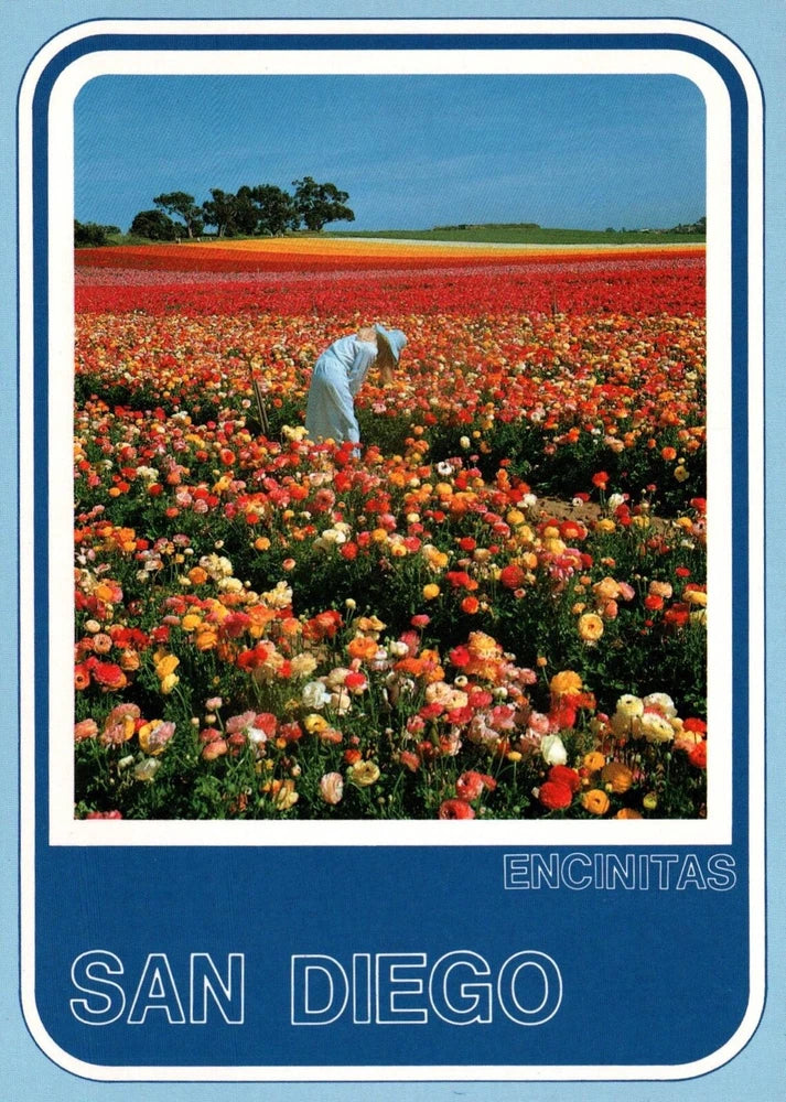 Postcard Chrome San Diego Encinitas Ranunculus Flower Fields San Diego CA Ranunculus