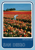 Postcard Chrome San Diego Encinitas Ranunculus Flower Fields San Diego CA Ranunculus