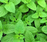 LEMON BALM SEEDS 1000+ perennial herb BEES butterflies GARDEN FREE SHIPPING Garden Plants