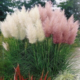 100+ Pampas Grass Seeds | Available in White or Pink - Perennial Non-GMO Pampas Grass