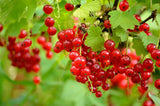 20 Red WAX CURRANT Edible Fruit Berries Pink Flowers Shrub Ribes Cereum Seeds Flowering Plants