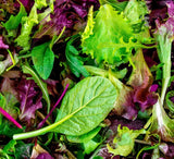 Lettuce Seeds - High Yielding Heirloom Non-GMO, Free Shipping, Mesclun Mix Garden Plants