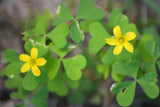 WILD & CLEAN! Oxalis Stricta Yellow Wood Sorrel Seeds~Lemon Clover*Sourgrass Flowering Plants