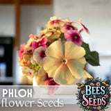 Phlox Seeds - 125 Seeds - Cherry Caramel - Garden Bloom Annual Flower Seeds Garden Plants