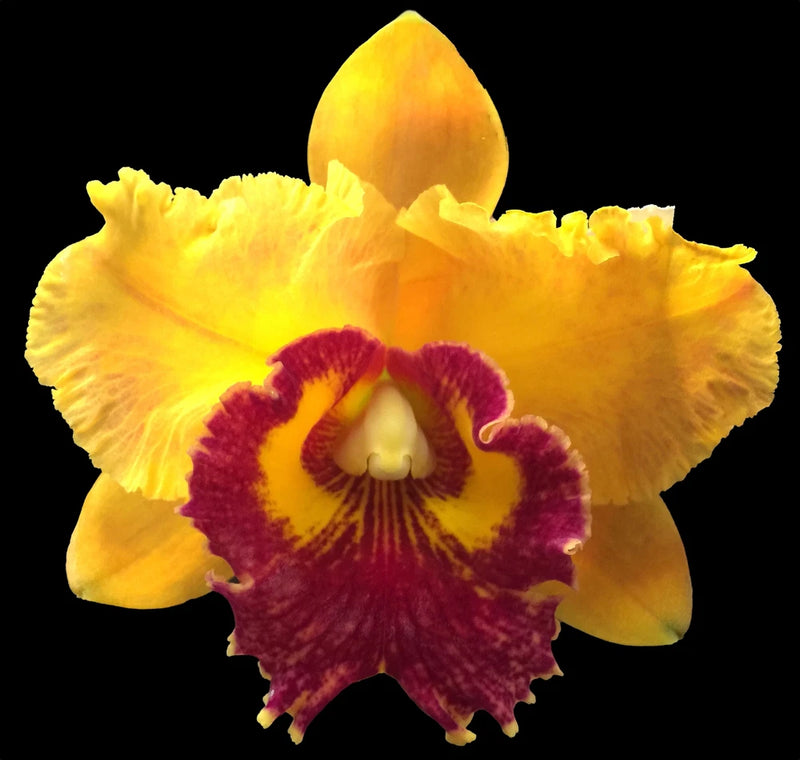 Yellow-orange orchid flower with burgundy center, single bloom