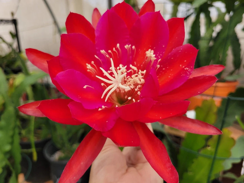 Red Epiphyllum orchid cactus bloom with pink stamens and wide petals