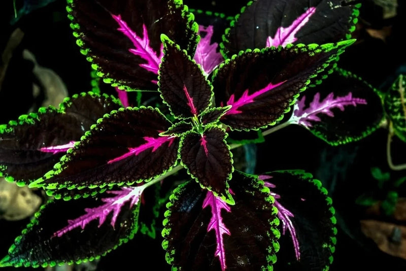 20pcs/pack Coleus King Kong Seeds garden plants Seeds Garden Plants