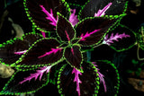 20pcs/pack Coleus King Kong Seeds garden plants Seeds Garden Plants