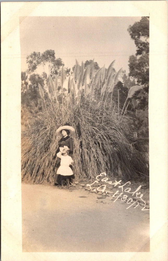 RPPC East Lake Park Los Angeles California Pampas Grass 1912 Real Photo C2 Pampas Grass