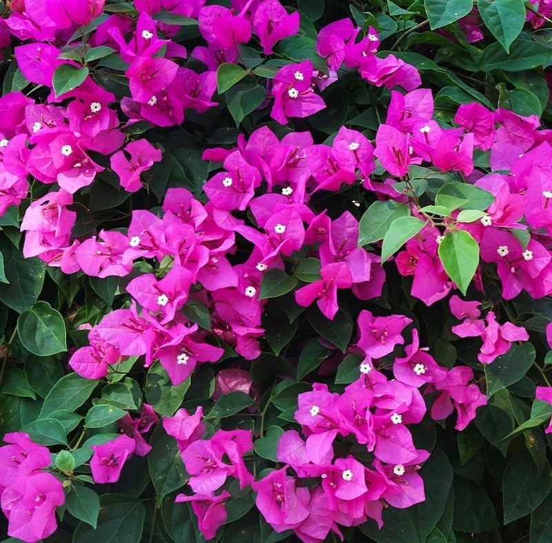 Set 2 New River Bougainvillea Starter Plants - 4-10" Tall - Hardy Minimal-Care Flowering Plants
