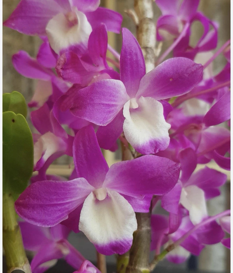 Mini mounted orchid with purple and white flowers, close-up