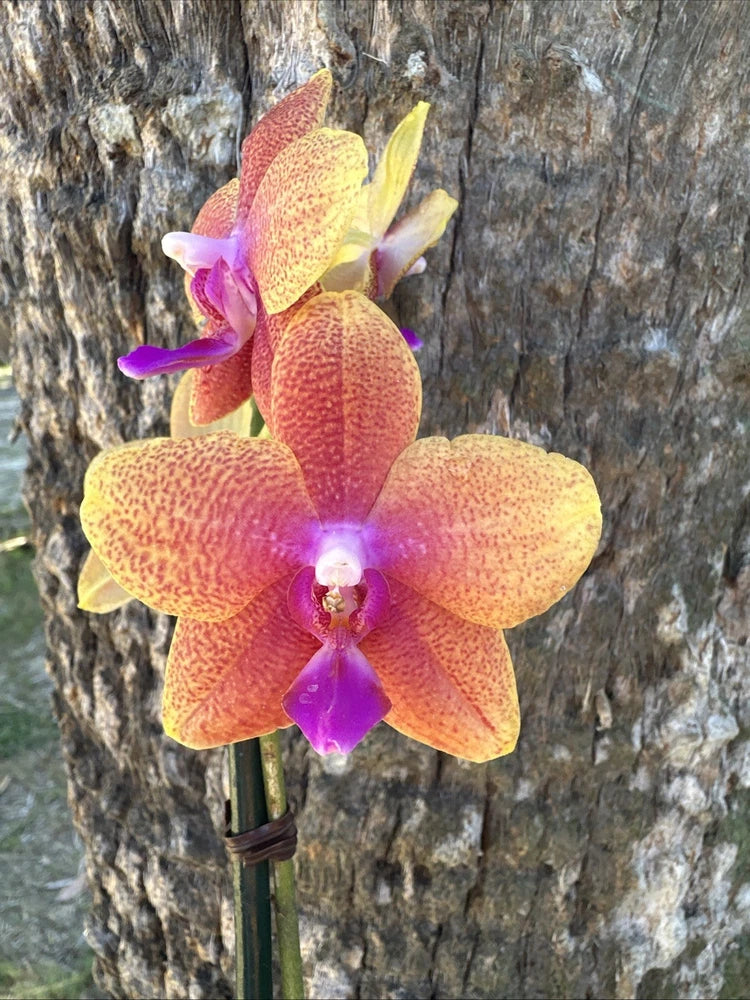 Fragrant orchid plant with three yellow-orange speckled blooms and purple centers