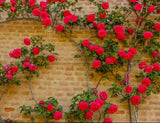 20pcs Red Climbing Rose Seeds - Rare Non-GMO Heirloom Variety for Your Garden Roses