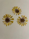 Pressed Dried Flowers All Natural Not Dyed Or Coloured Daisy Sunset African Dried Flower