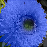 50 Blue Teddy Bear Sunflower Seeds - Stunning Annual Blooms for Your Garden Sunflower
